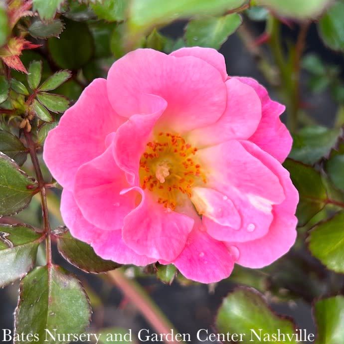 #3 Rosa Blushing Drift/ Light Pink Groundcover Rose - No Warranty