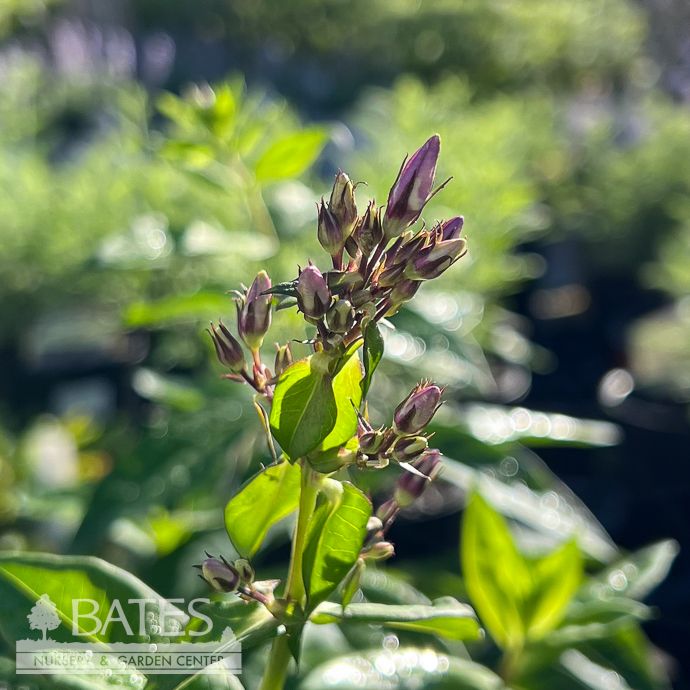 #1 Phlox pan Famous Purple/ Upright Garden Native (TN)