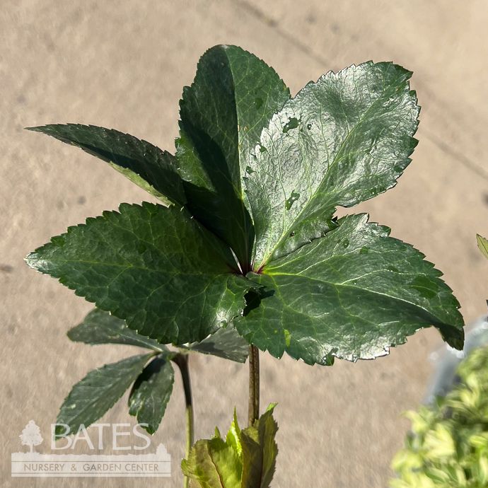 #1 Helleborus Ice N&#39; Roses &#39;Corvina&#39;/ Red Lenten Rose