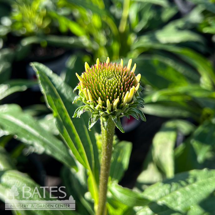 #1 Echinacea x Playful Meadow Mama/ Pink Orange Coneflower
