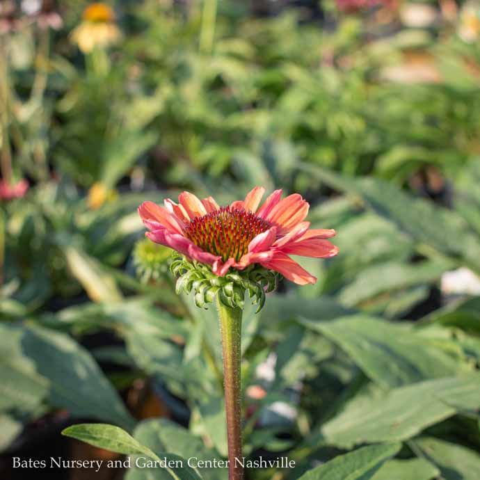 #1 Echinacea x Playful Meadow Mama/ Pink Orange Coneflower