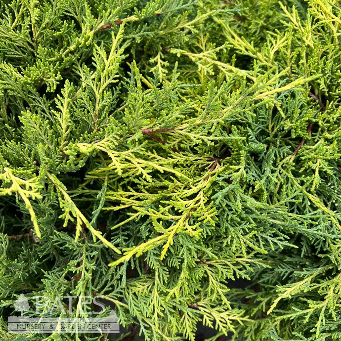 #2 Juniperus chin Old Gold/ Compact Spreading Chinese Juniper