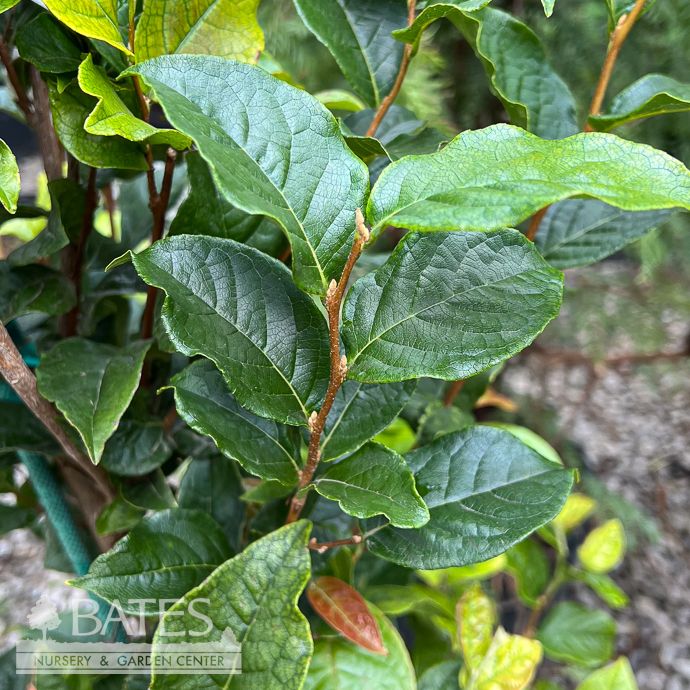 #7 Styrax japonicus Starway To Heaven/ Columnar Japanese Snowbell