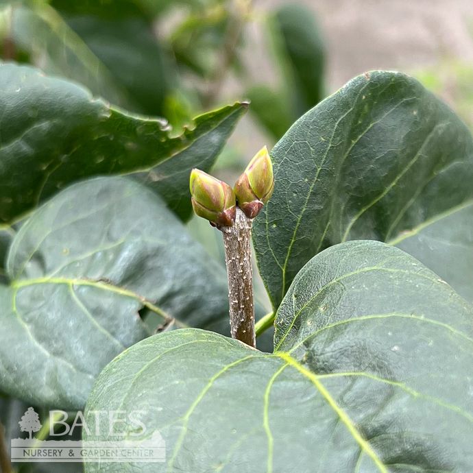 #5 Syringa vulgaris/ Common Lilac