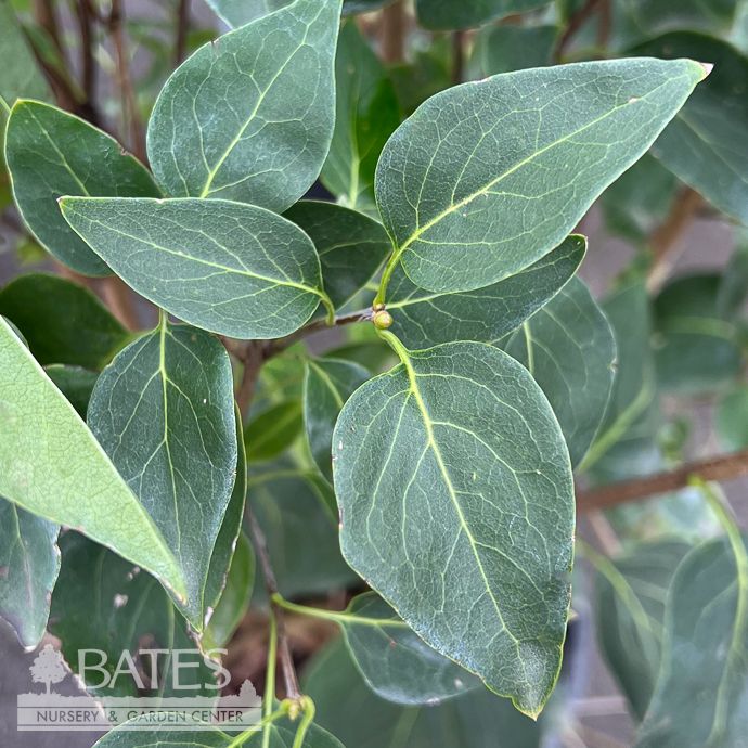 #5 Syringa vulgaris/ Common Lilac