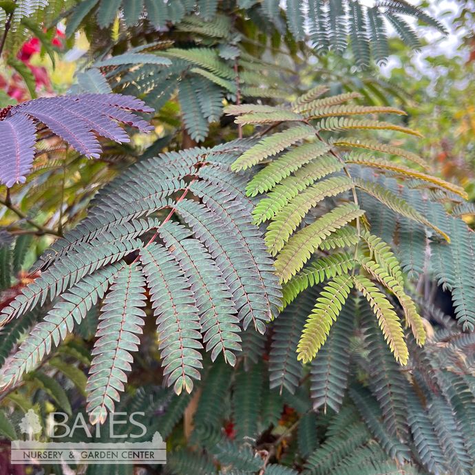#7 Albizia jul Evey&#39;s Pride/ Mimosa Tree