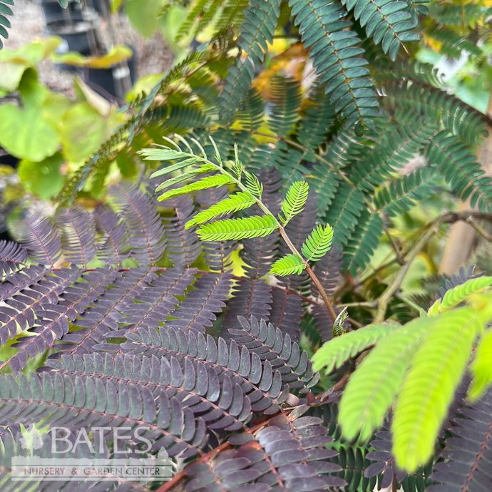 #7 Albizia jul Evey&#39;s Pride/ Mimosa Tree