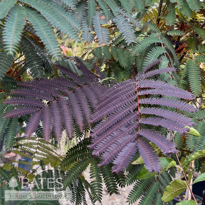 #7 Albizia jul Evey&#39;s Pride/ Mimosa Tree