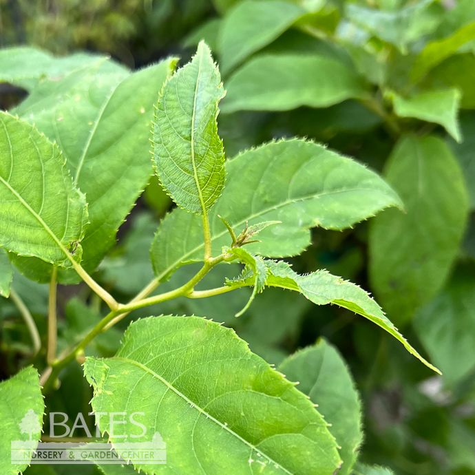 Edible #2 Actinidia arguta Issai/ Self-fertile (female) Kiwi Vine