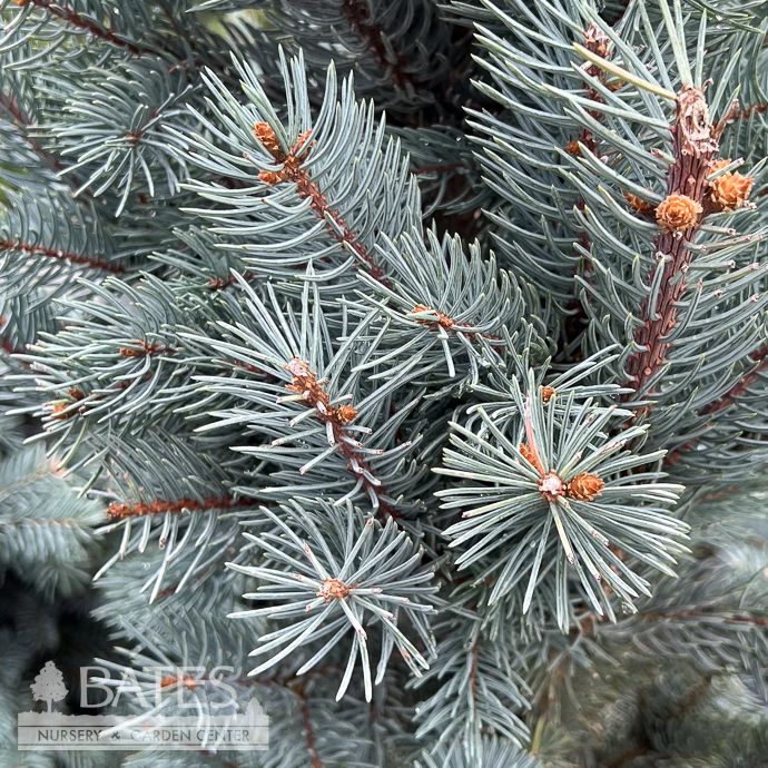 #5 Picea pun Glauca Fastigiata/ Columnar Colorado Blue Spruce