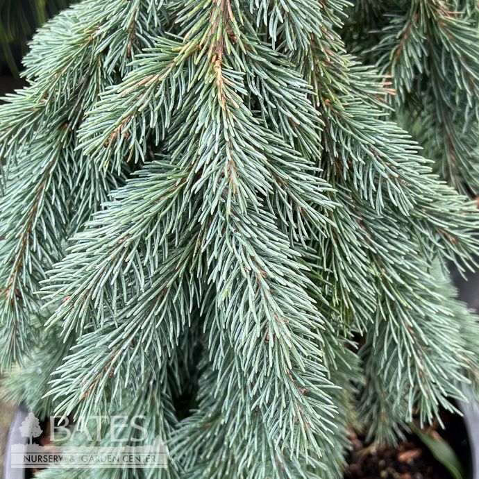 #5 Picea glauca Pendula/ Weeping Colorado Blue Spruce