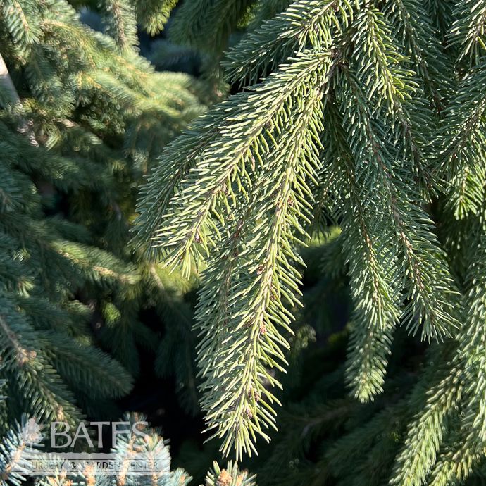 #5 Picea glauca Pendula/ Weeping Colorado Blue Spruce