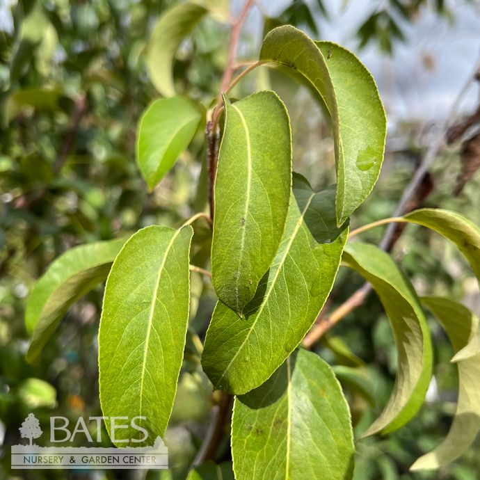Edible Topiary Espalier #20 Pyrus Anjou/ Pear