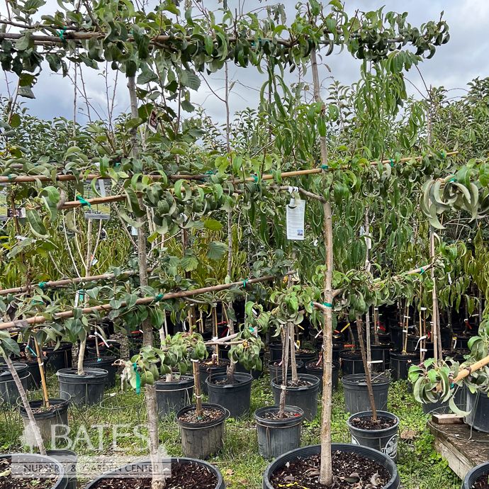 Edible Topiary Espalier #7 Pyrus 5-1 Combo (Summercrisp, Anjou, Comice, Bosc, Bartlett)/ Pear