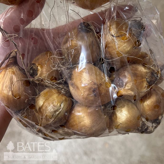 Bulb Iris Sapphire Beauty /Dutch Iris 20/pk