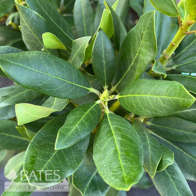 #3 Rhododendron x catawbiense Royal Resilience/ Compact Purple