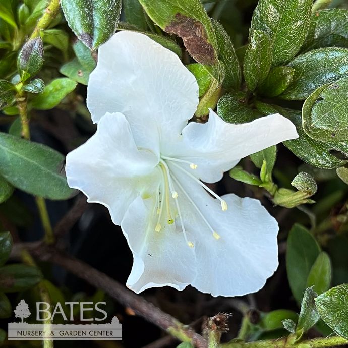 #3 Azalea x Bloom-A-Thon &#39;Pearl&#39;/ White Repeat