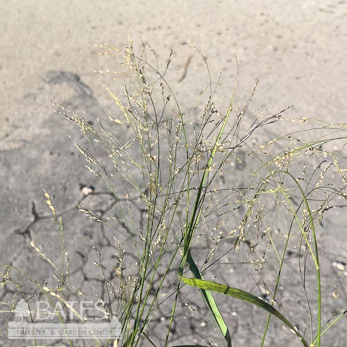 #1 Grass Panicum virg Cape Breeze/ Dwarf Switch Native (TN)