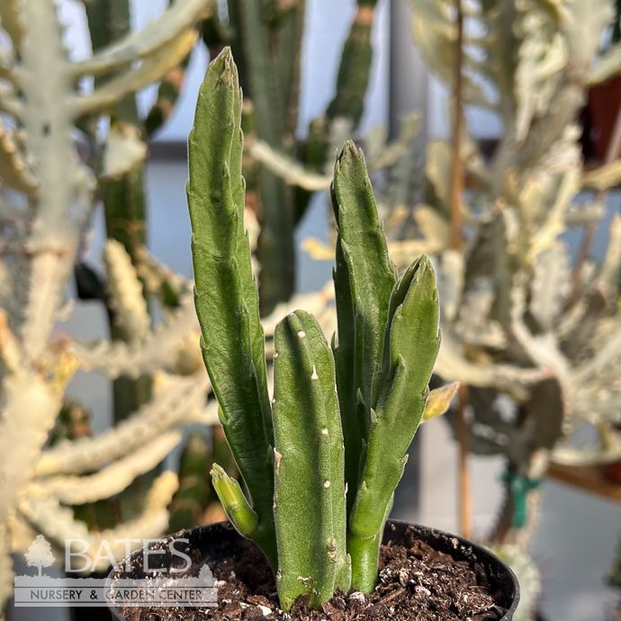 4p! Cactus Stapelia Hirsuta /Starfish Flower /Tropical