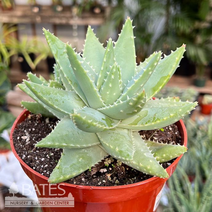 6p! Aloe Brevifolia /Tropical