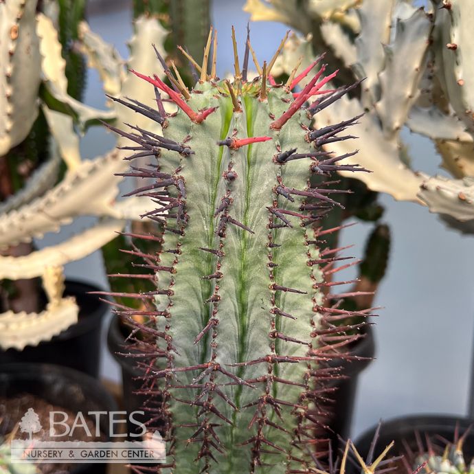 6p! Euphorbia Horrida /African Milk Barrel /Tropical