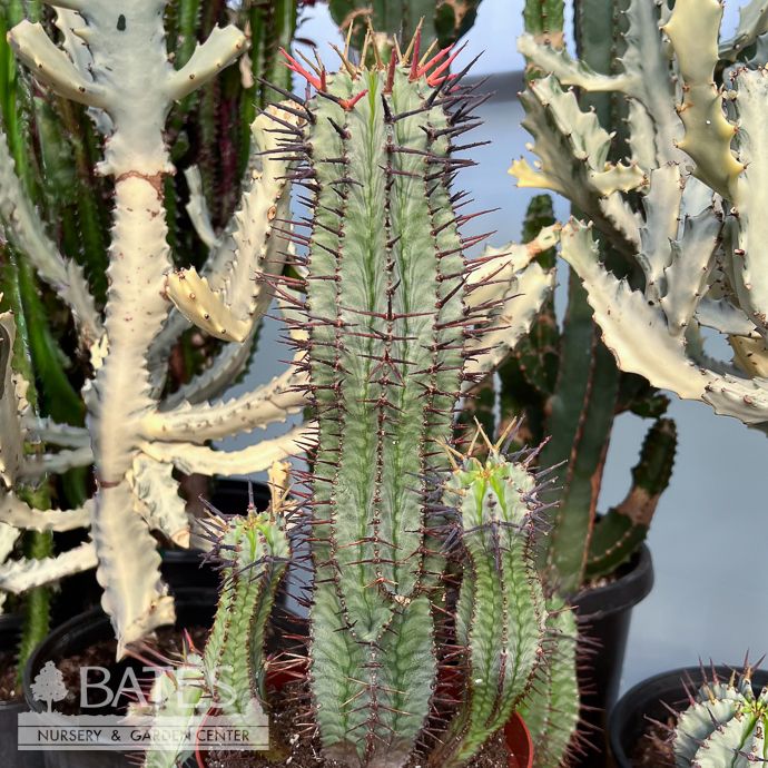 6p! Euphorbia Horrida /African Milk Barrel /Tropical