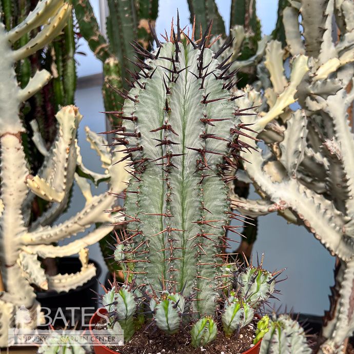 6p! Euphorbia Horrida /African Milk Barrel /Tropical