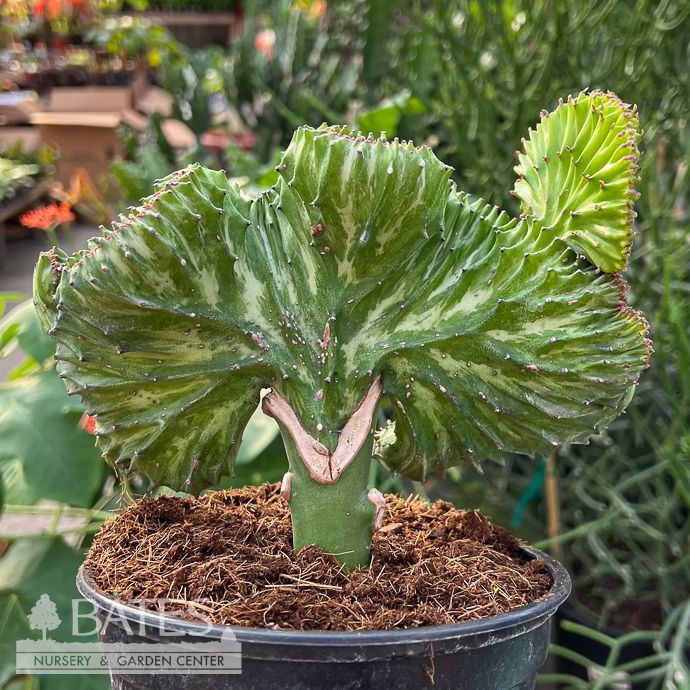 6p! Cactus Euphorbia Lactea Mermaid Green /Tropical