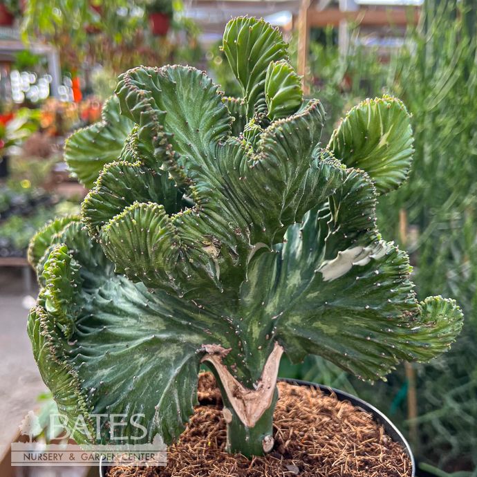 6p! Cactus Euphorbia Lactea Mermaid Green /Tropical