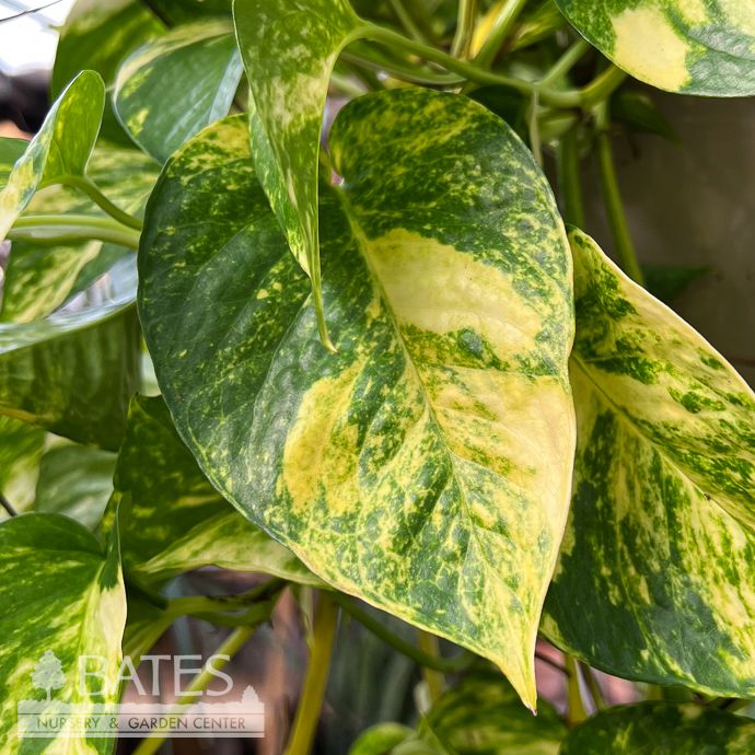 8hb! Pothos Churchill Gold Hanging Basket /Devil&#39;s Ivy /Tropical