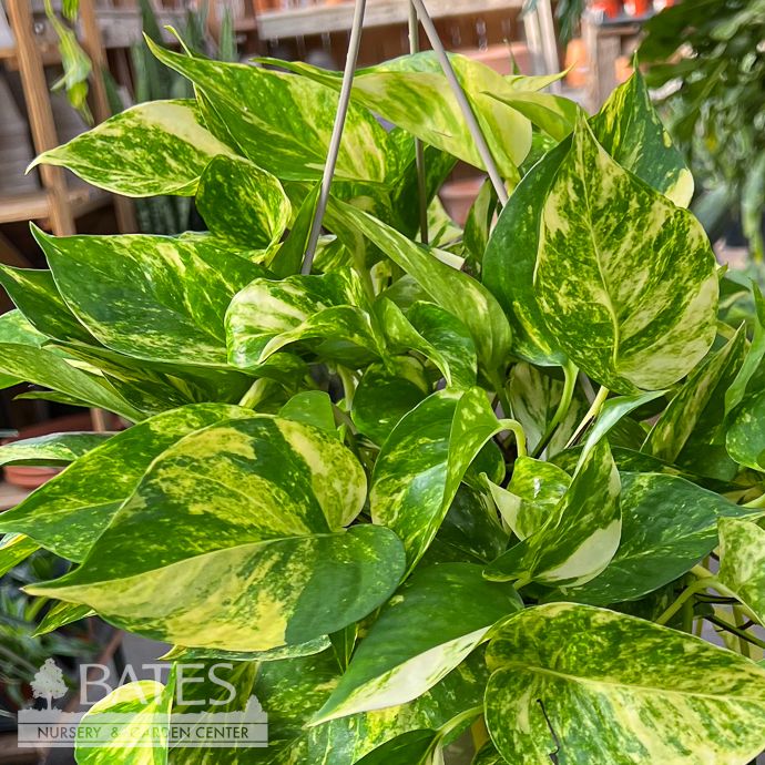 8hb! Pothos Churchill Gold Hanging Basket /Devil&#39;s Ivy /Tropical