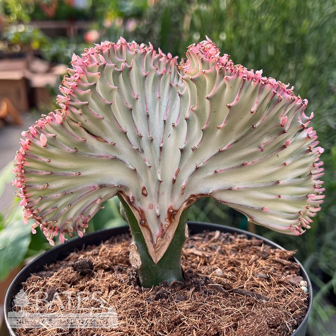 6p! Cactus Euphorbia Lactea Mermaid Pink /Tropical