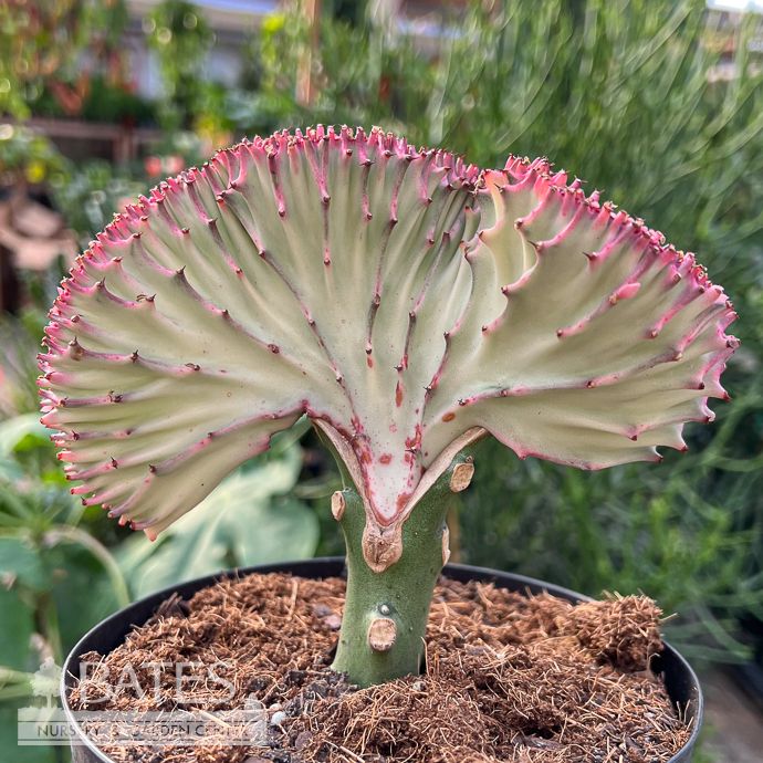 6p! Cactus Euphorbia Lactea Mermaid Pink /Tropical