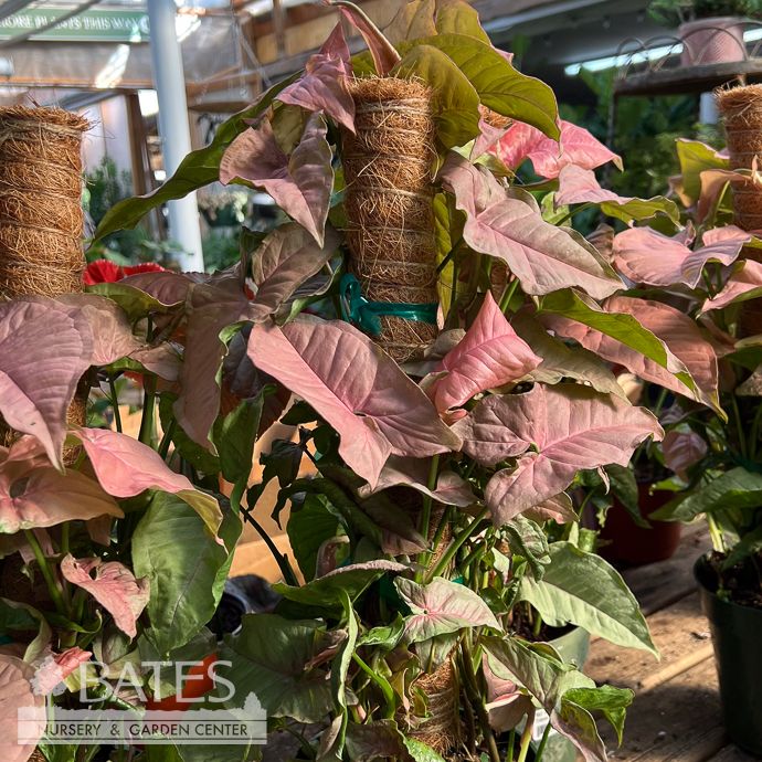 6p! Syngonium Pink Totem /Arrowhead Plant /Nephthytis /Tropical