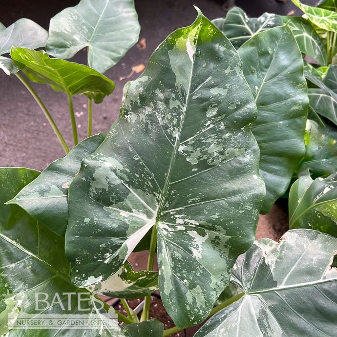 6p! Alocasia Antoro Velvet /Tropical