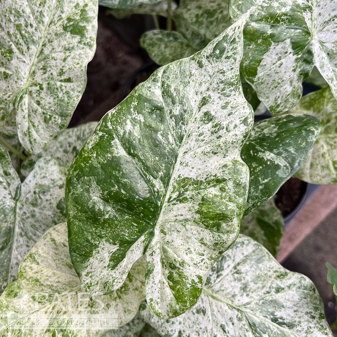 4p! Alocasia Odora Batik /Elephant Ear /Tropical