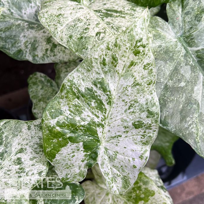 4p! Alocasia Odora Batik /Elephant Ear /Tropical
