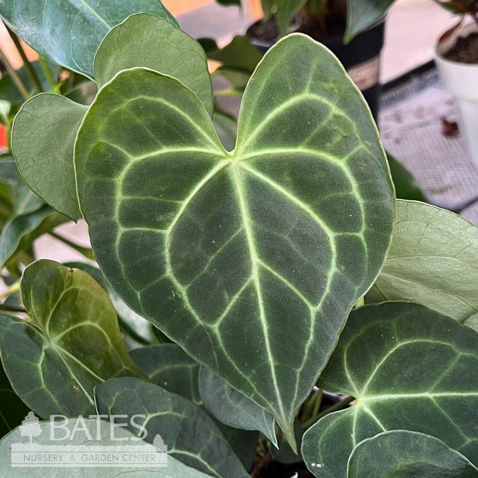 4p! Anthurium Clarinervium /Tropical
