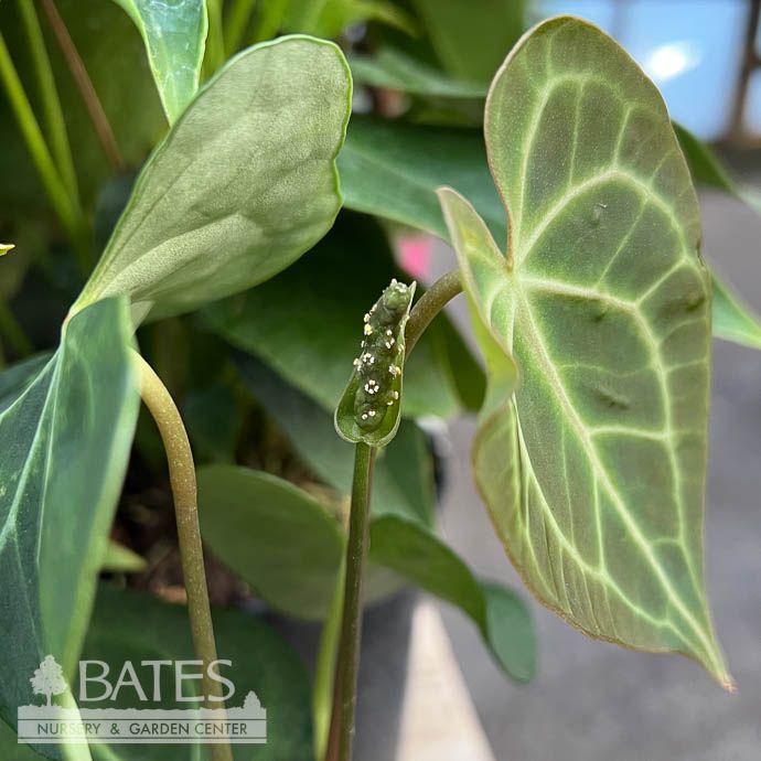4p! Anthurium Clarinervium /Tropical
