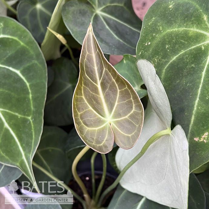 4p! Anthurium Clarinervium /Tropical