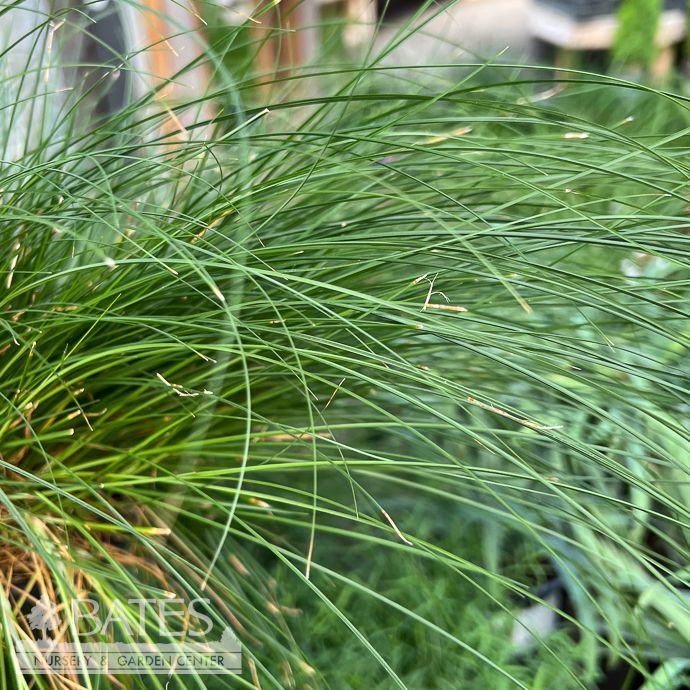 #1 Grass Carex radiata/ Eastern Star Sedge Native (R)