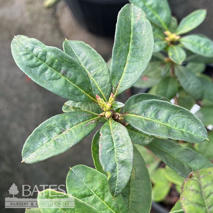 #3 Rhododendron prunifolium/ Deciduous Plumleaf Azalea