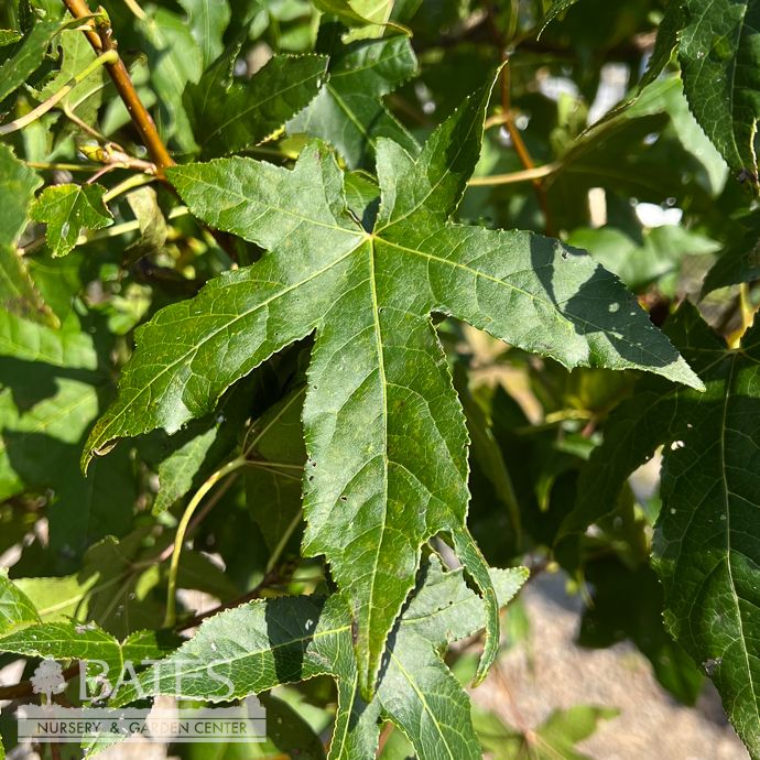 #30 Liquidambar styraciflua/ Sweetgum Native (TN)