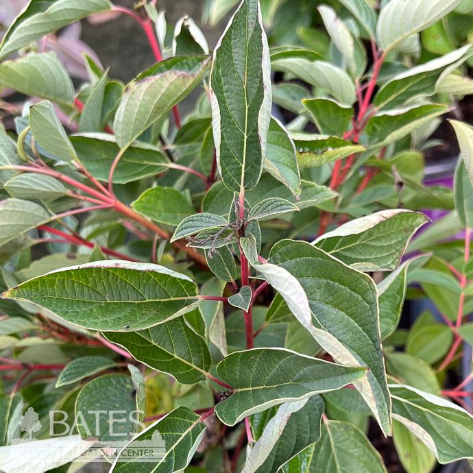 #3 Cornus sericea FE Firedance/ Compact Red Twig Dogwood Native (R)