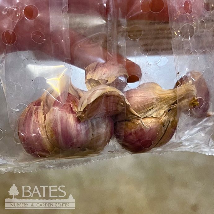 Bulb Garlic Purple Glazer /Hardneck Allium 2/Pk Fall