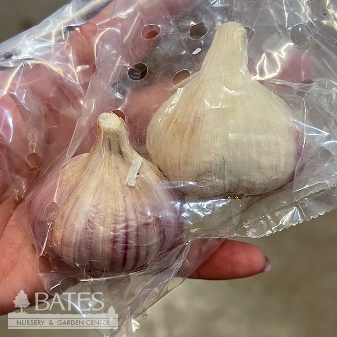 Bulb Garlic Krandasger Red Medium /Hardneck Allium 2/Pk Fall