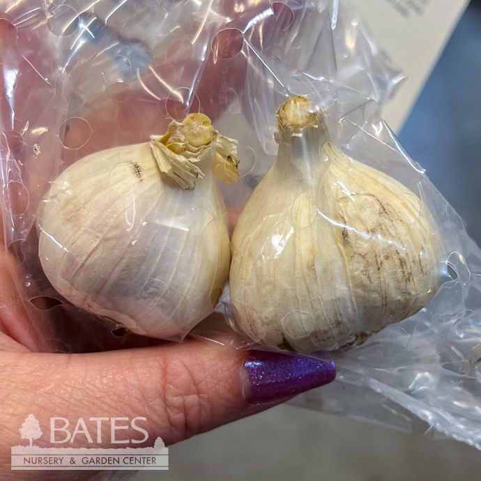 Bulb Garlic Music Jumbo /Hardneck Allium 2/Pk Fall