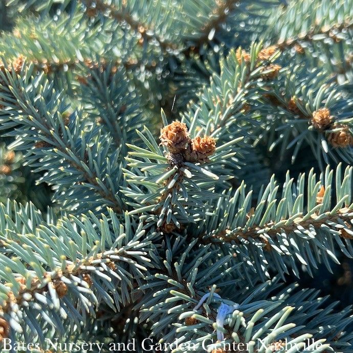 #10 Picea pun Montgomery/ Globe Blue Spruce