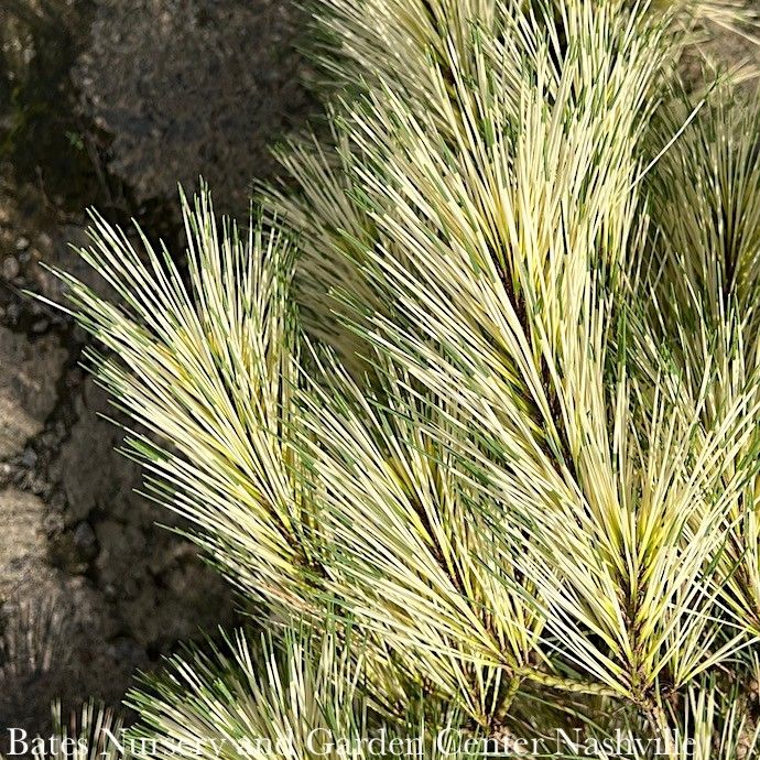 #3 Pinus densiflora Golden Ghost/ Japanese Red Pine