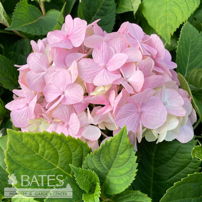 #5 Hydrangea mac Endless Summer &#39;Twist-n-Shout&#39;/ Bigleaf/ Lacecap Repeat Pink or Blue